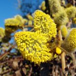 Fleur jaune - Pollen