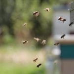 Essaim en vol à l'entrée de la ruche