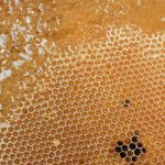 Alvéoles couvertes de miel