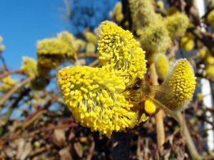 Fleur jaune - Pollen